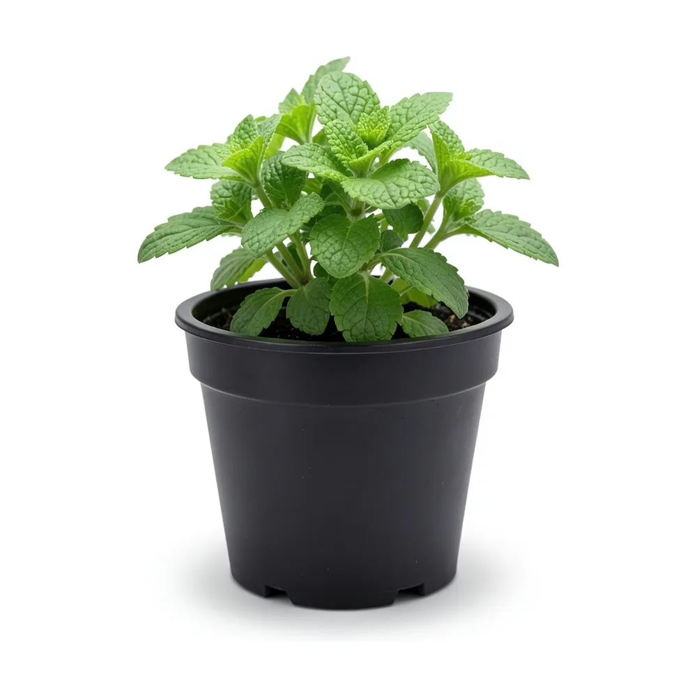 Plantín de yerba buena