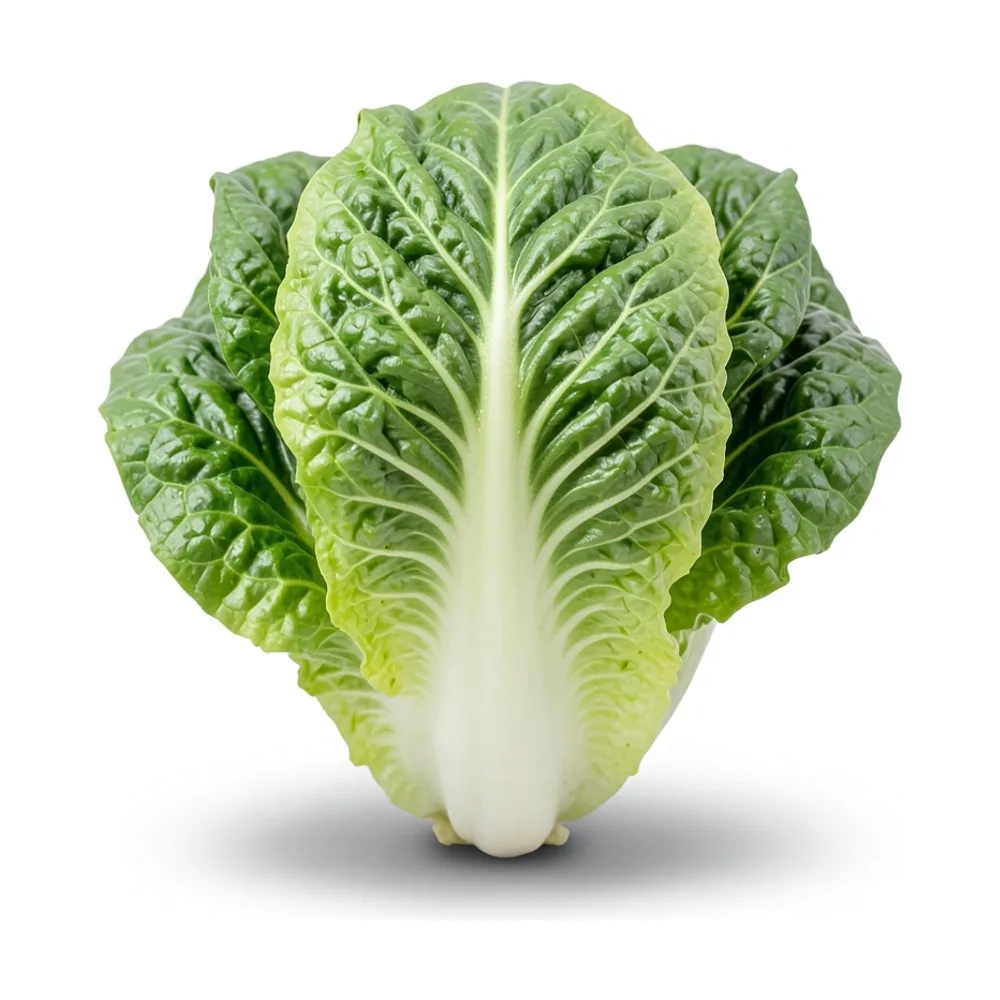 Lechuga mantecosa