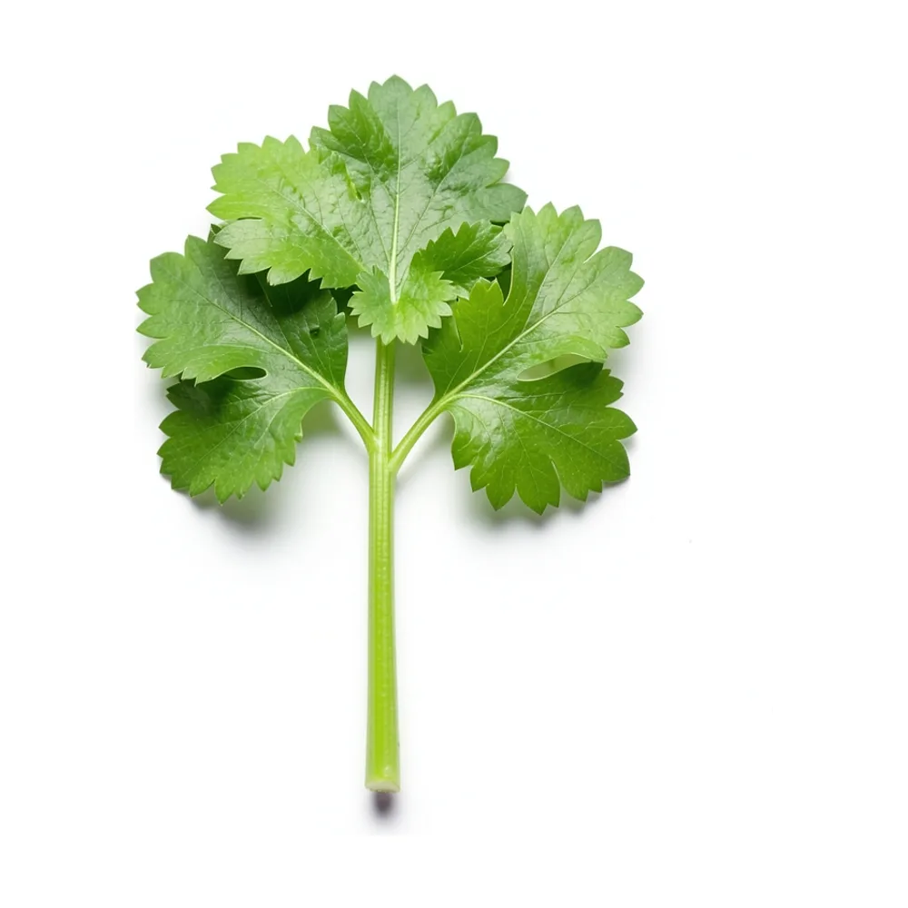 Cilantro