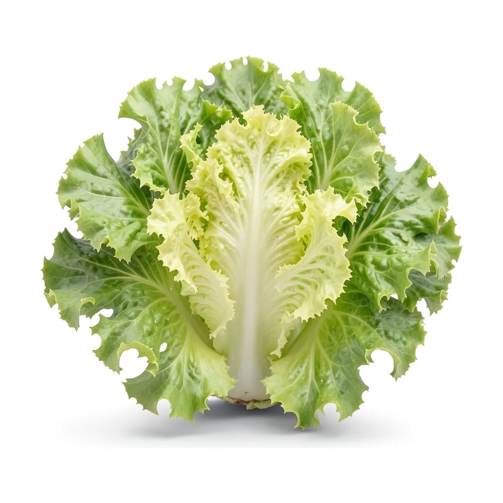 Escarola