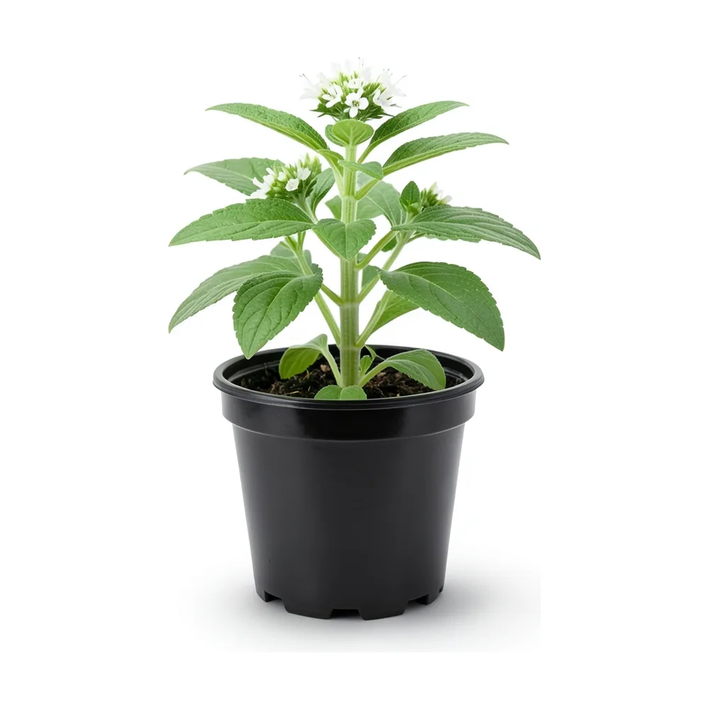 Plantín de stevia