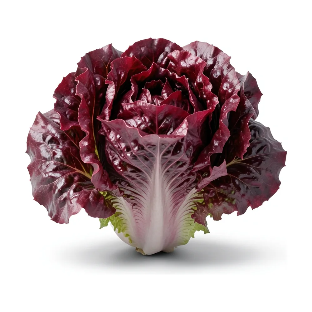 Lechuga morada