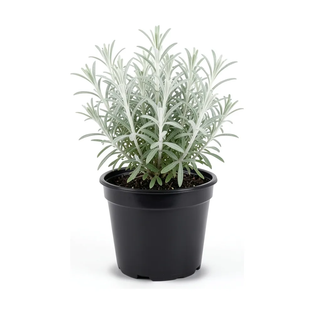 Plantín de ajenjo