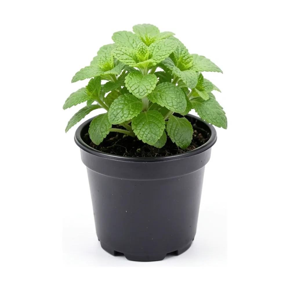 Plantín de menta