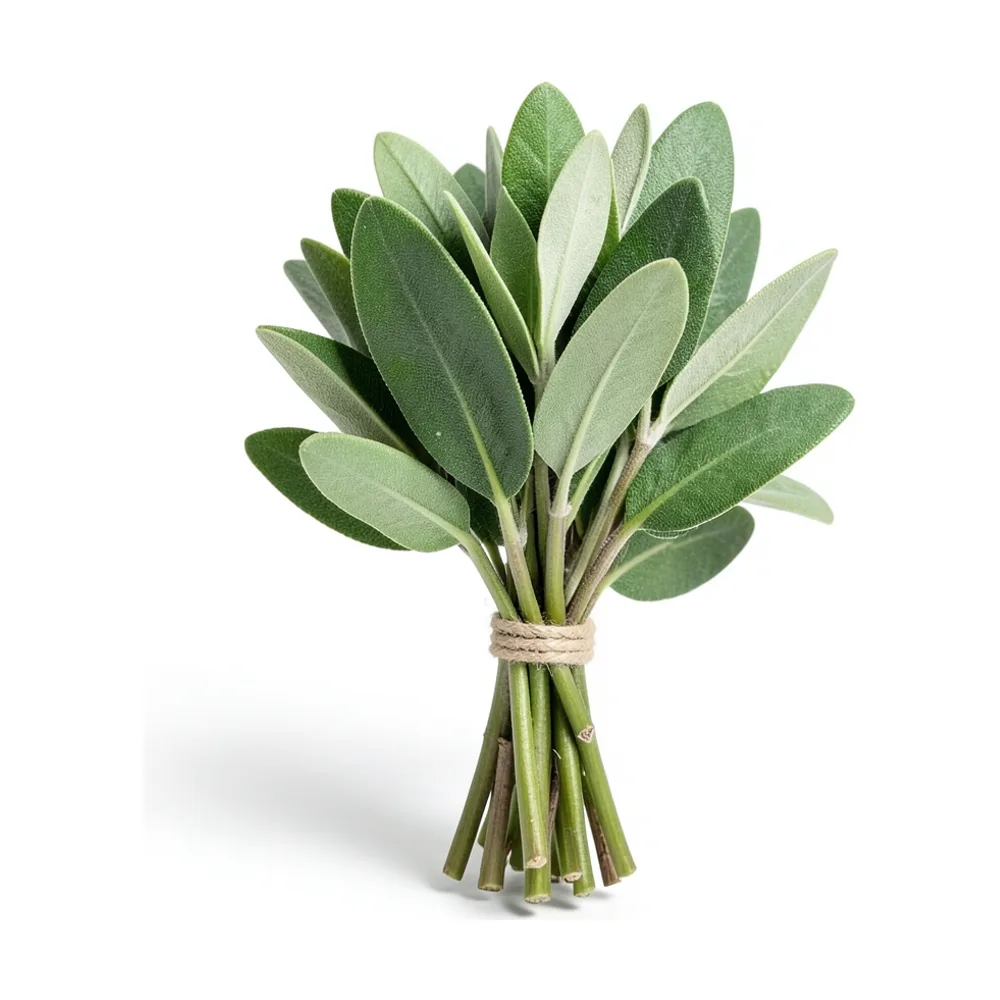 Laurel