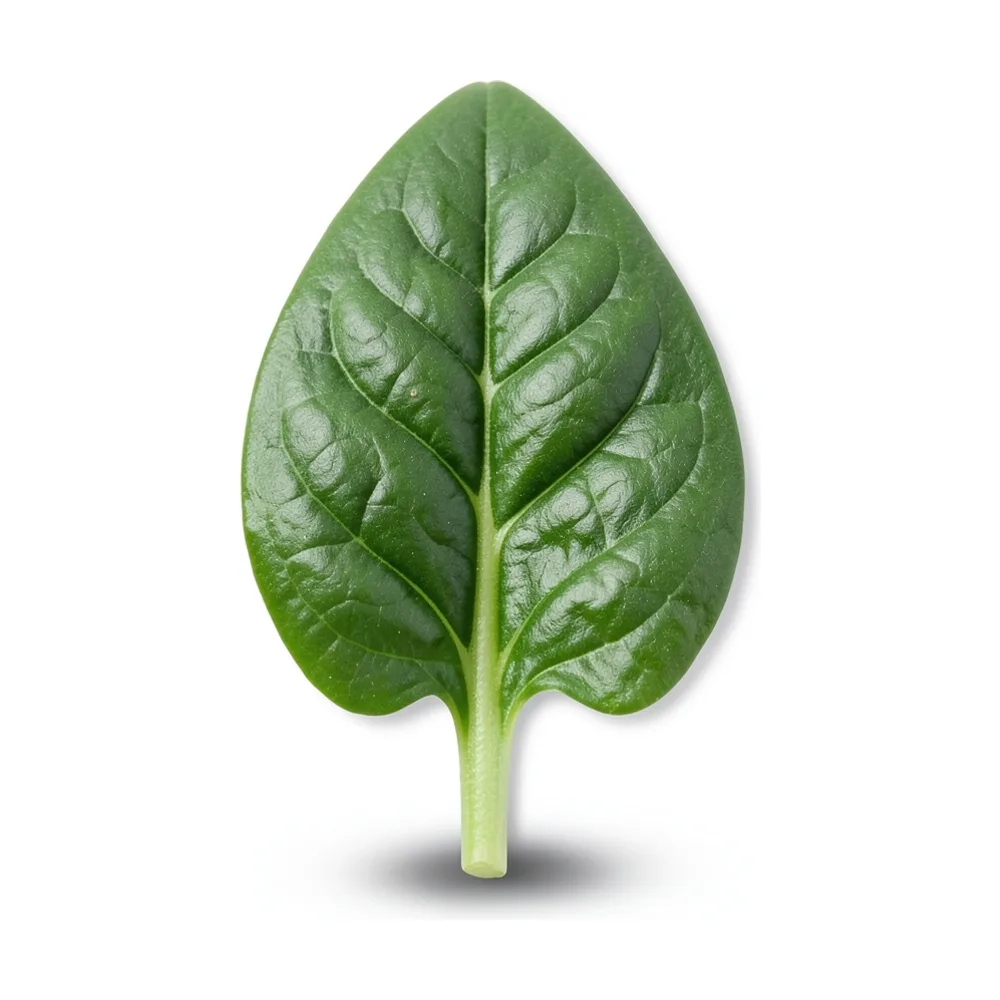 Espinaca