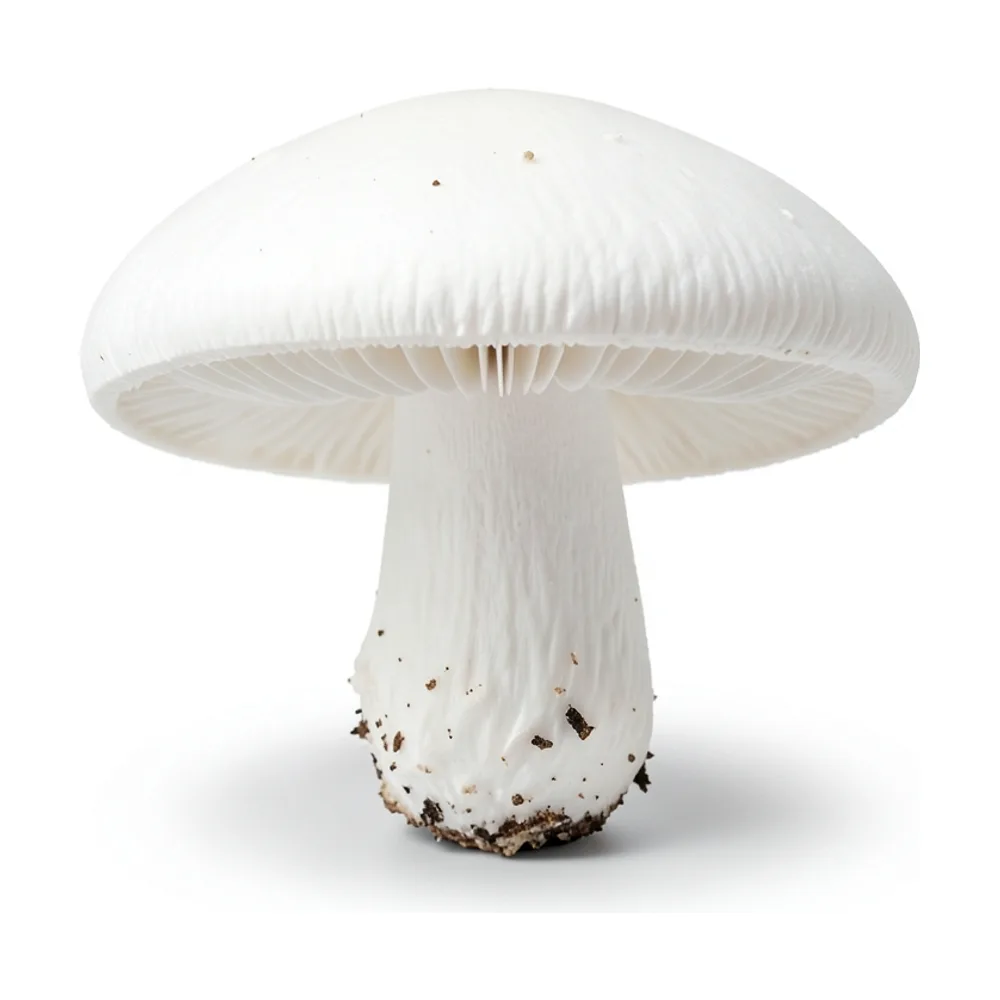 Champiñones