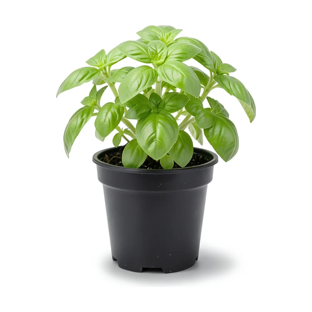 Plantín de albahaca