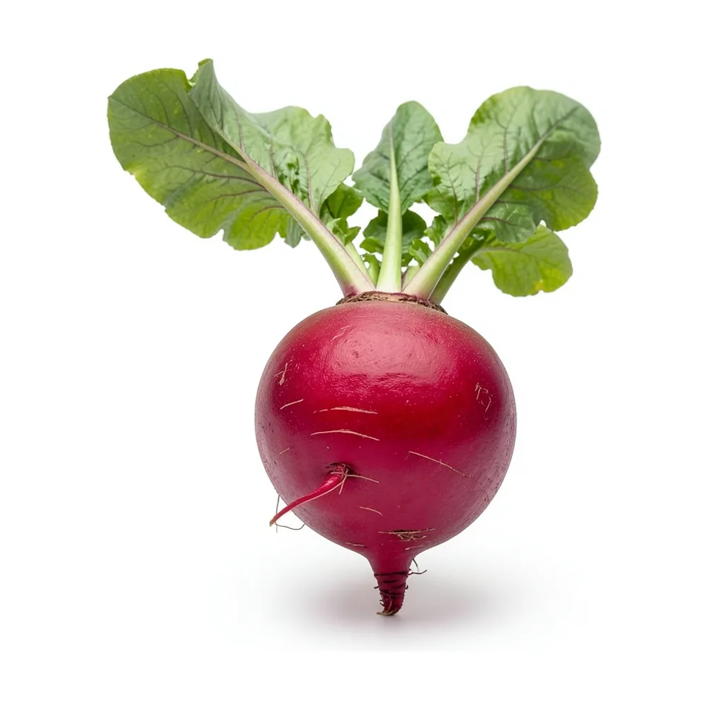 Rabanito