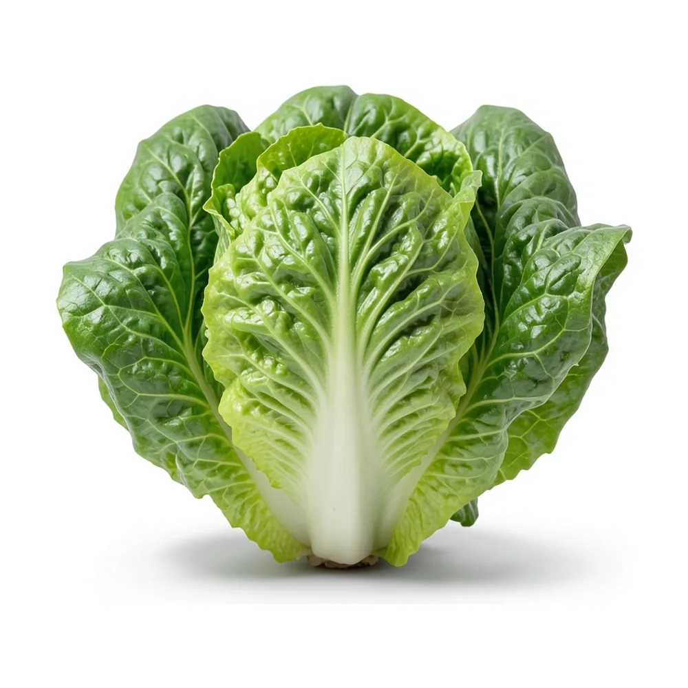 Lechuga criolla